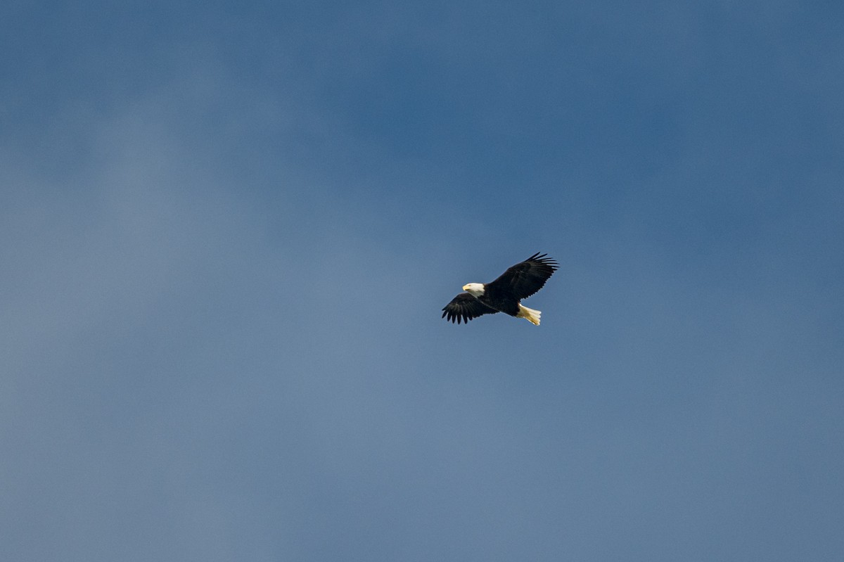 Weißkopf-Seeadler - ML629599984