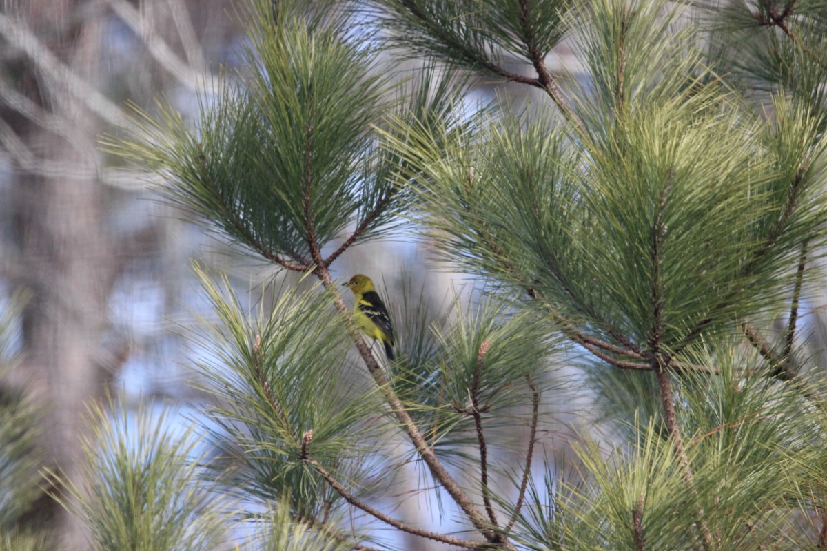 Western Tanager - ML629599992