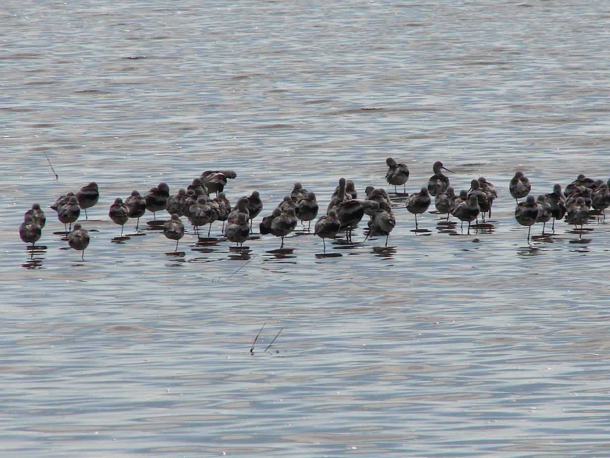 American Avocet - ML62960001