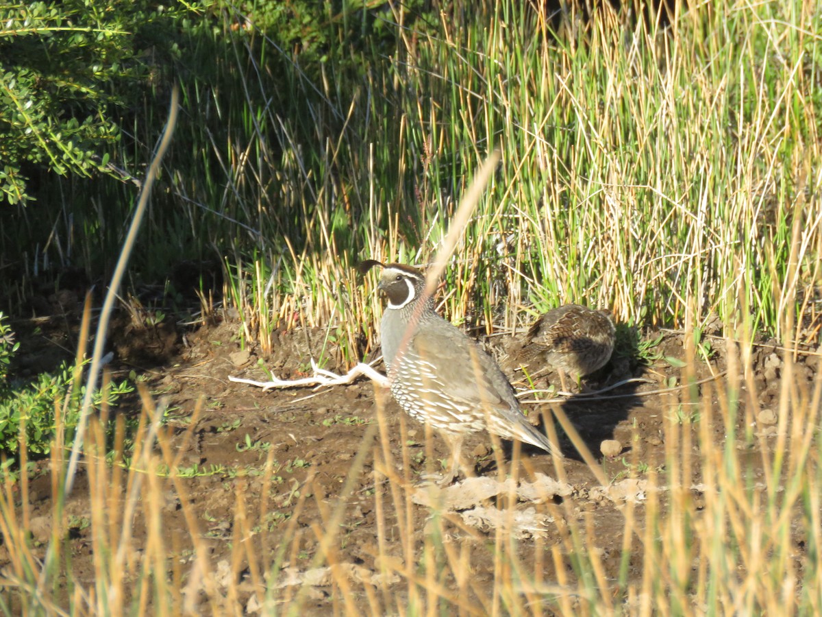 California Quail - ML629600030