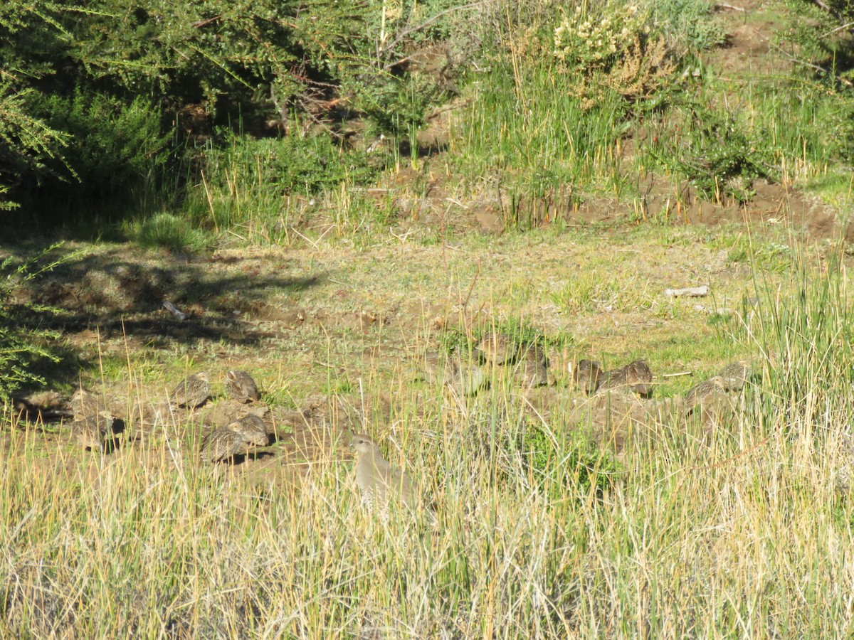California Quail - ML629600035