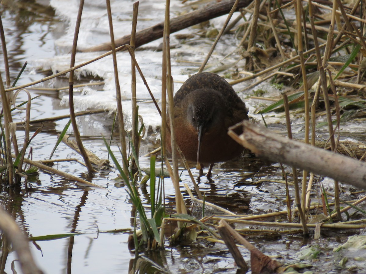 Virginia Rail - ML629600241