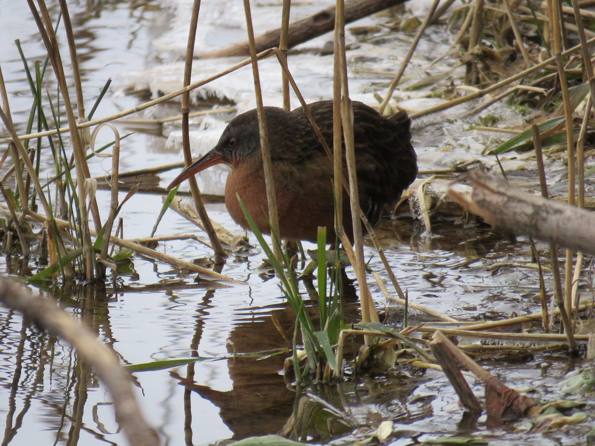 Virginia Rail - ML629600242