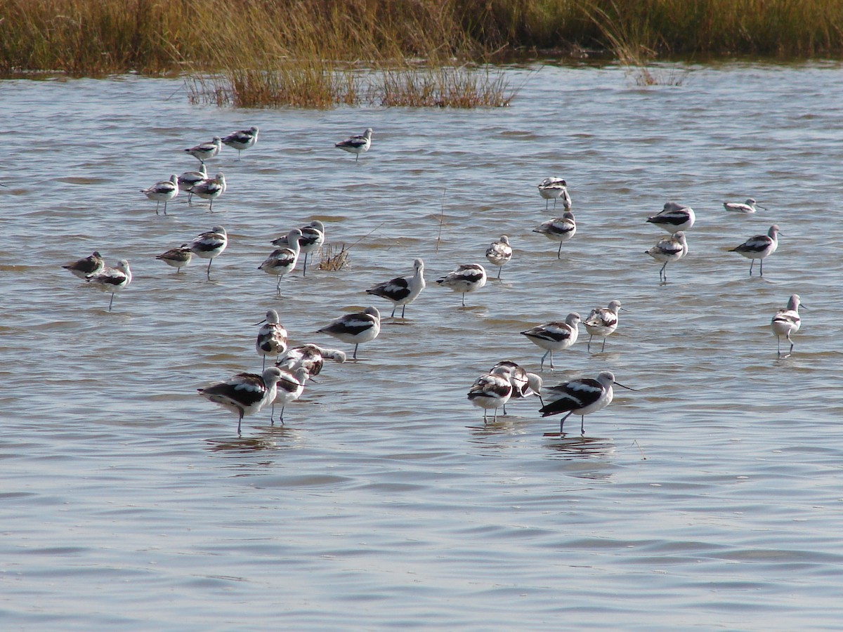 American Avocet - ML62960031