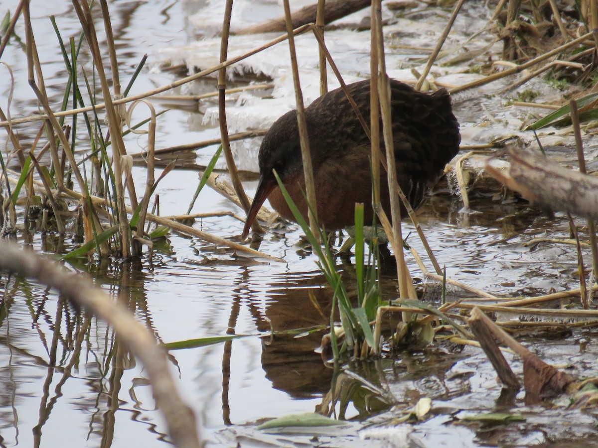 Virginia Rail - ML629600313