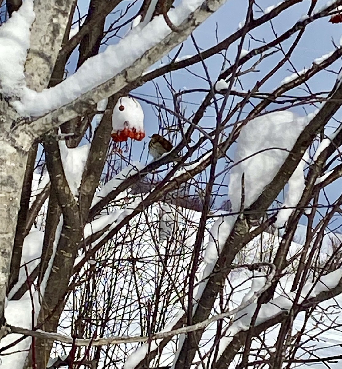 Hermit Thrush - ML629600385