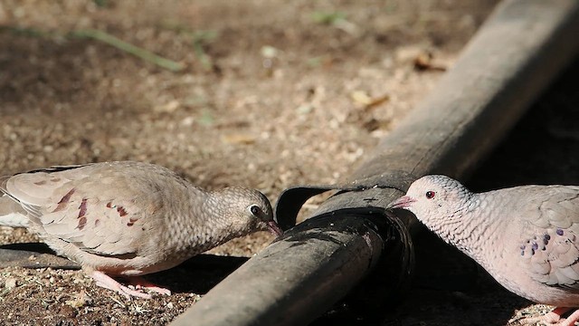 Common Ground Dove - ML629600405