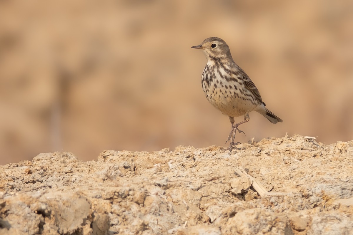 Siberian Pipit - ML629600409