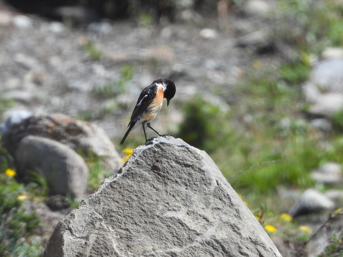 Siberian Stonechat (Przevalski's) - ML629600414