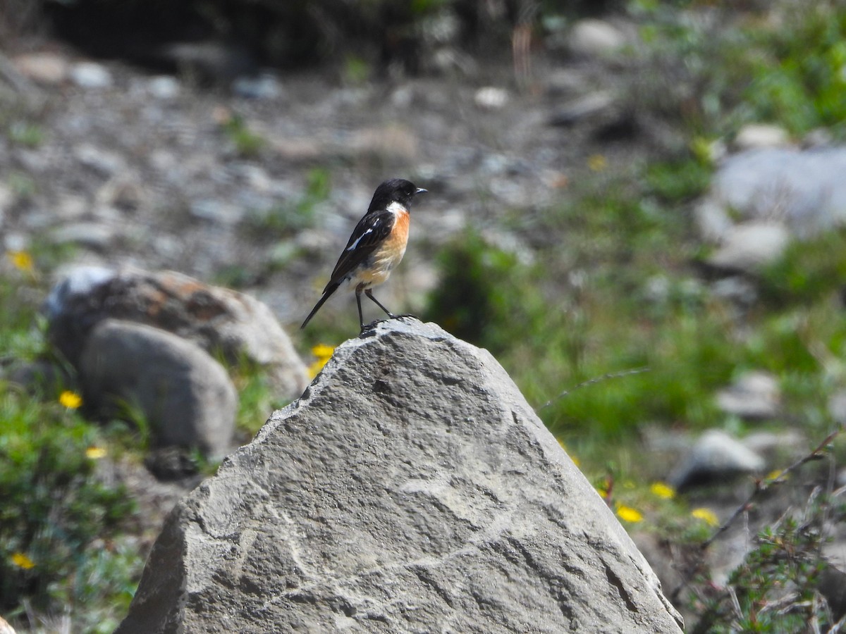 Siberian Stonechat (Przevalski's) - ML629600415