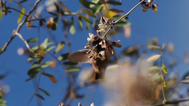 Xantus's Hummingbird - ML629600431