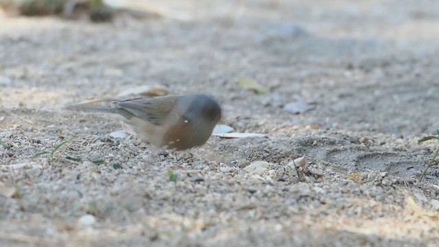 Baird's Junco - ML629600457