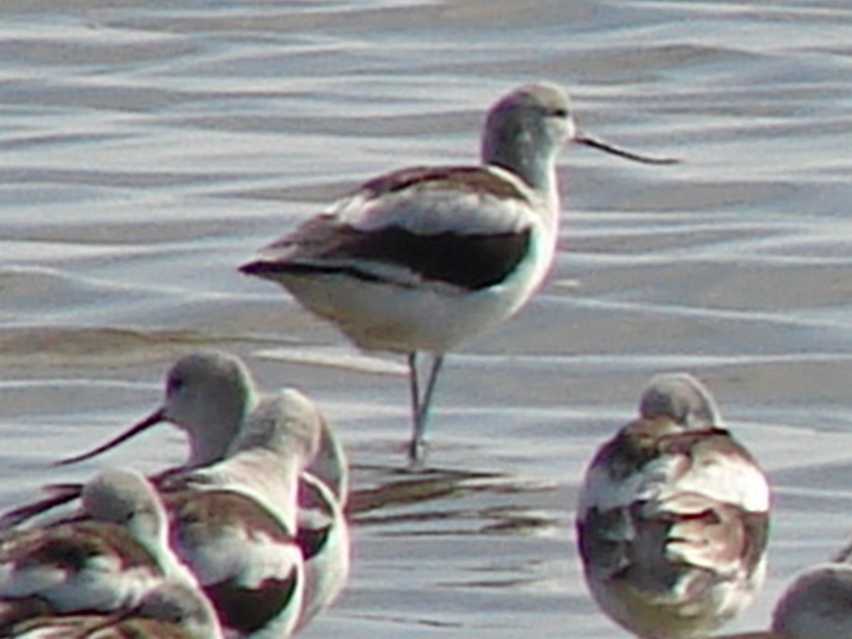 American Avocet - ML62960051