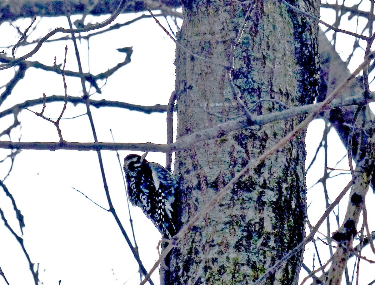 Yellow-bellied Sapsucker - ML629600671