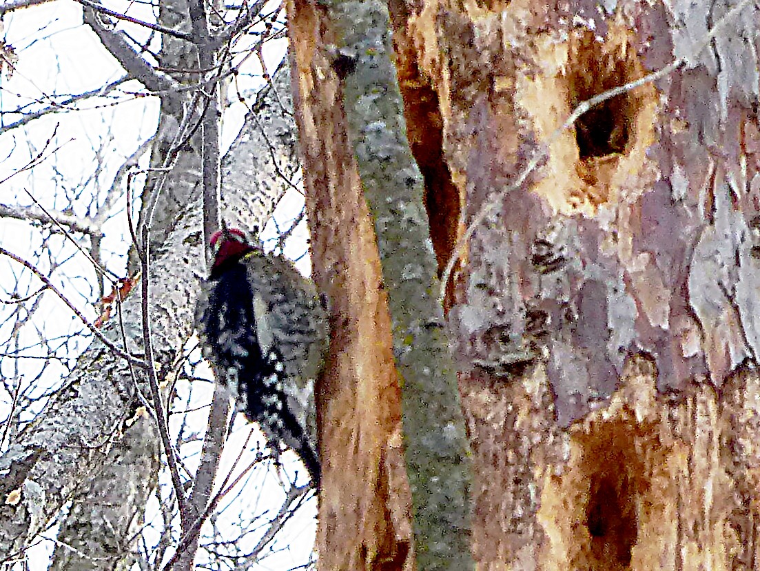 Yellow-bellied Sapsucker - ML629600677
