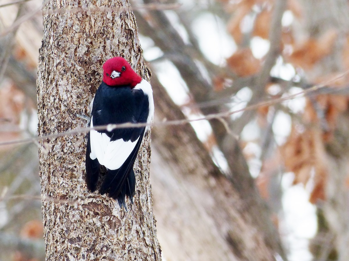 Red-headed Woodpecker - ML629600768
