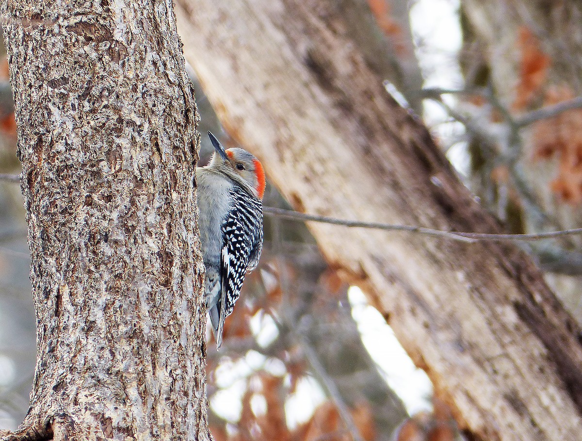 Red-bellied Woodpecker - ML629600798