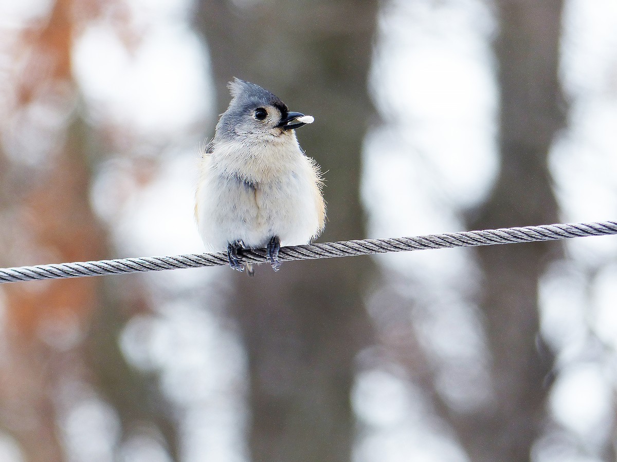 Tufted Titmouse - ML629600807