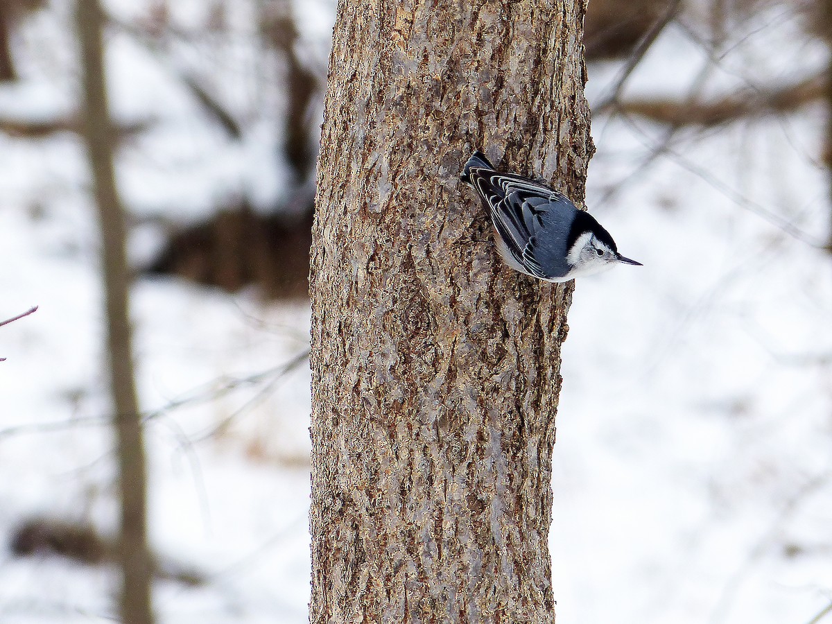 White-breasted Nuthatch - ML629600815