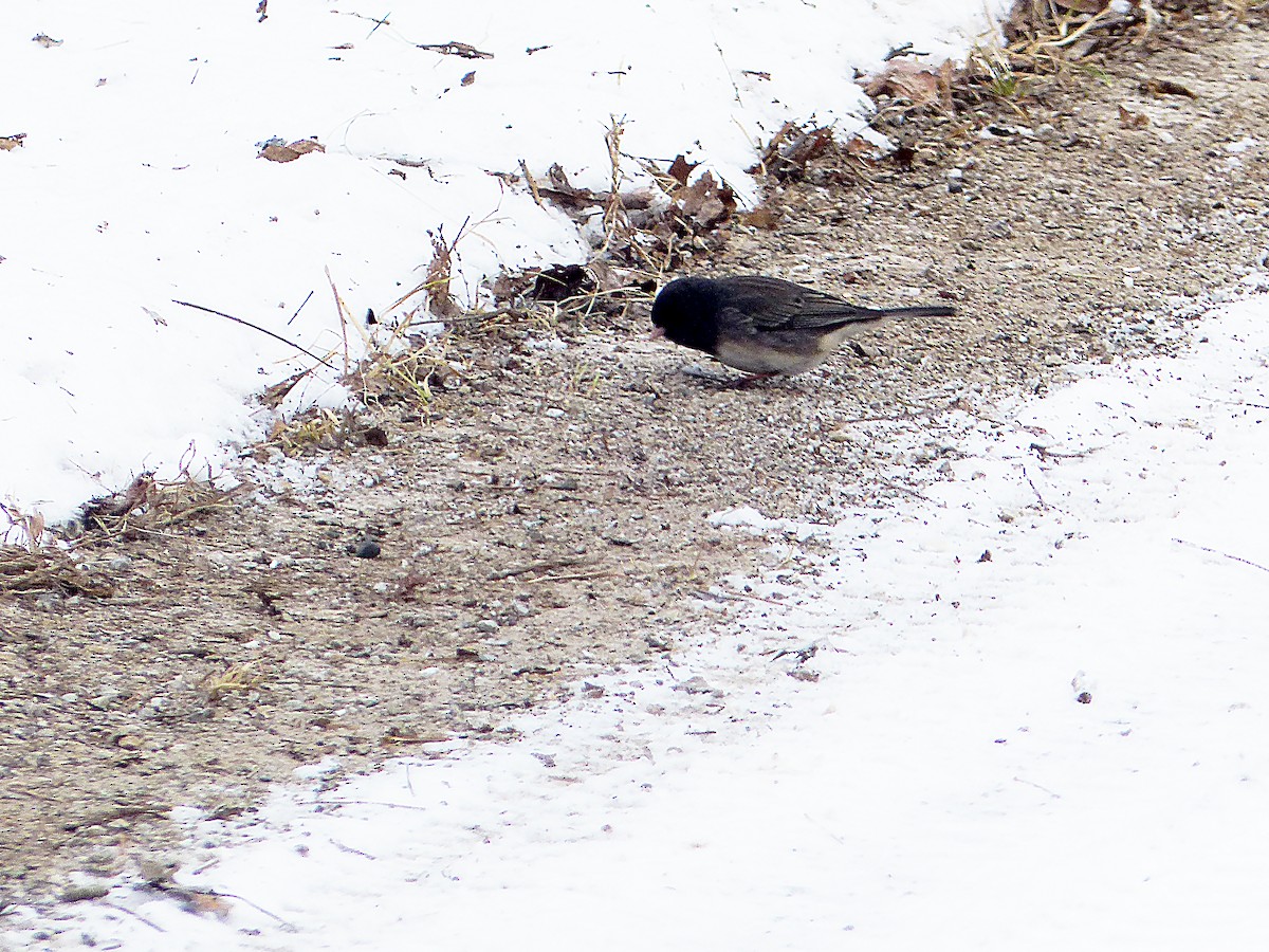 Dark-eyed Junco (cismontanus) - ML629600828