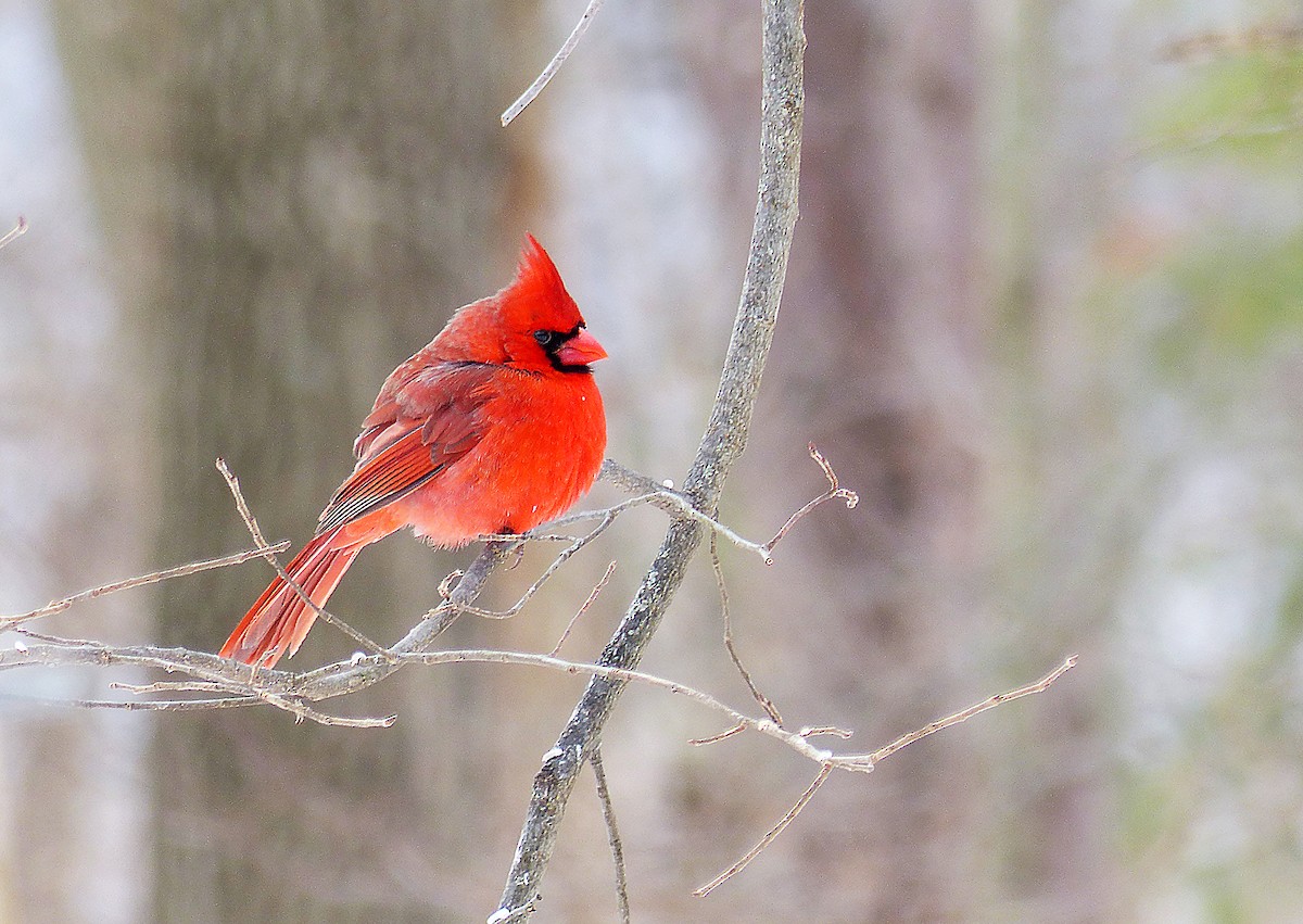 Northern Cardinal - ML629600848