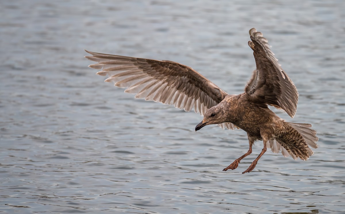 Glaucous-winged Gull - ML629601326