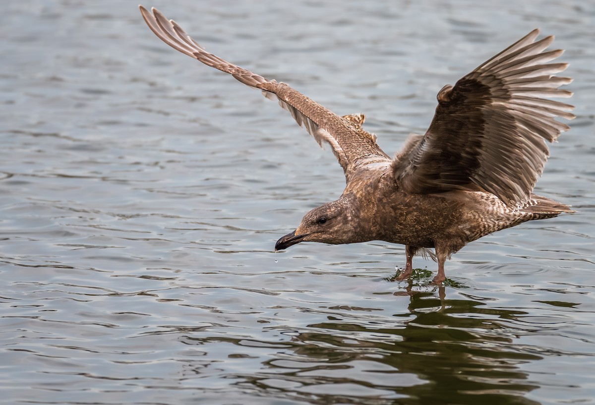 Glaucous-winged Gull - ML629601327