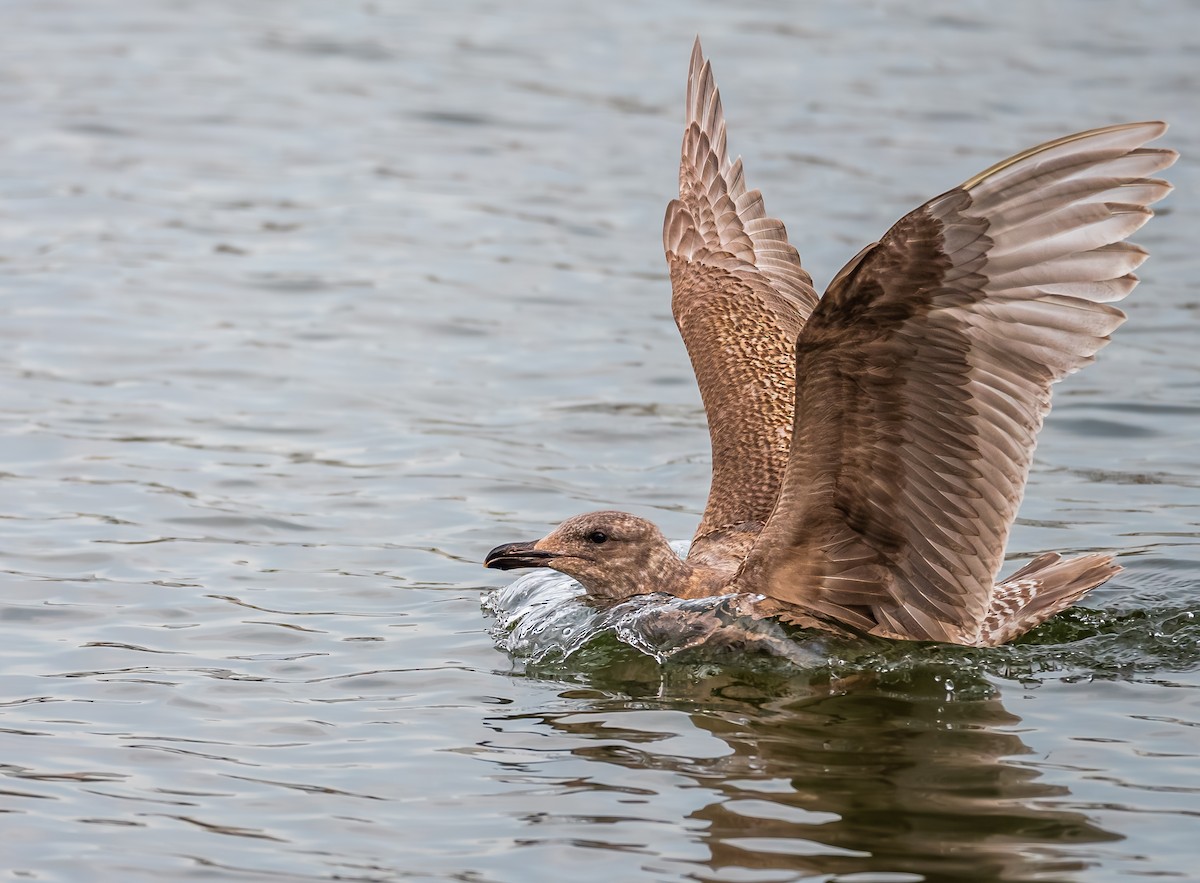 Glaucous-winged Gull - ML629601328