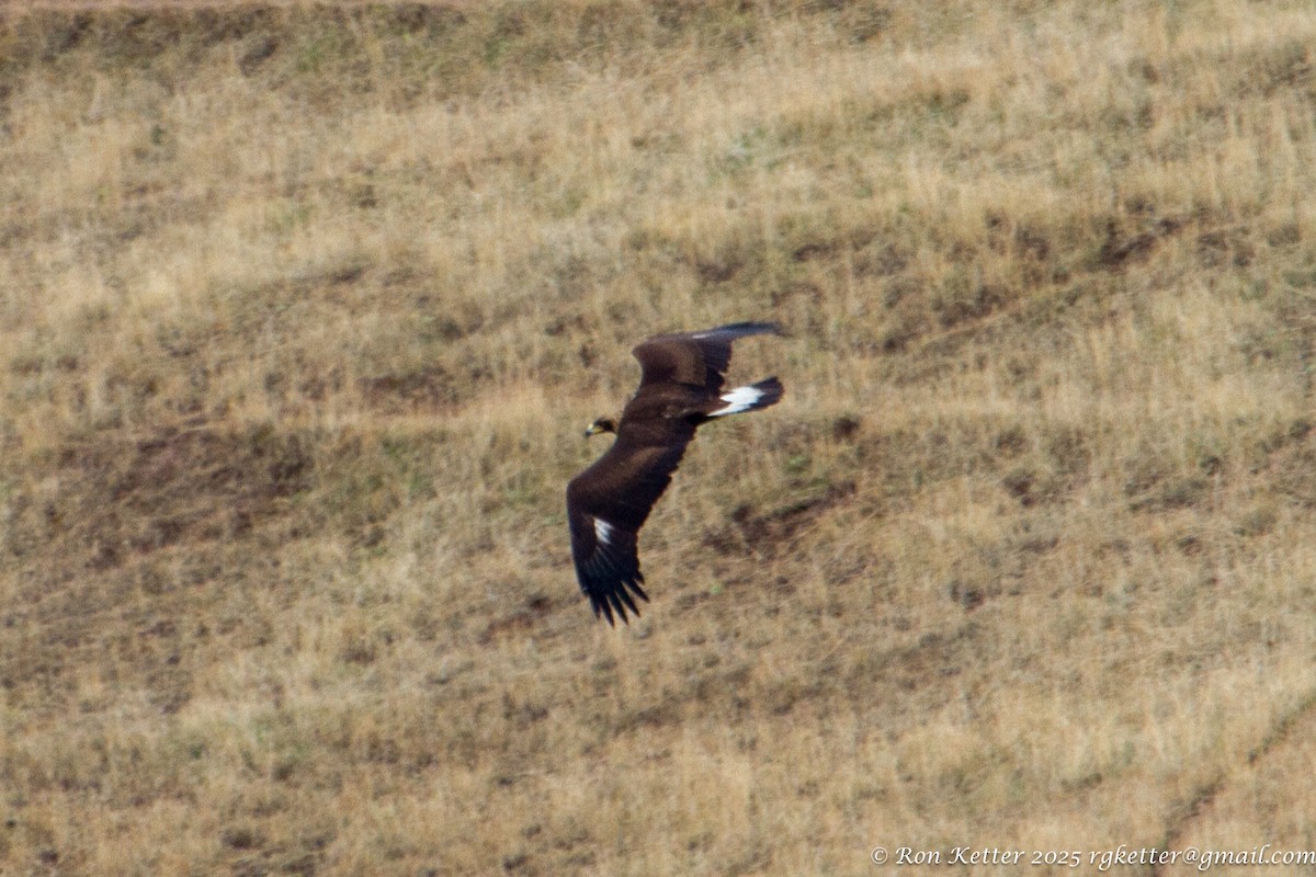 Golden Eagle - ML629601368