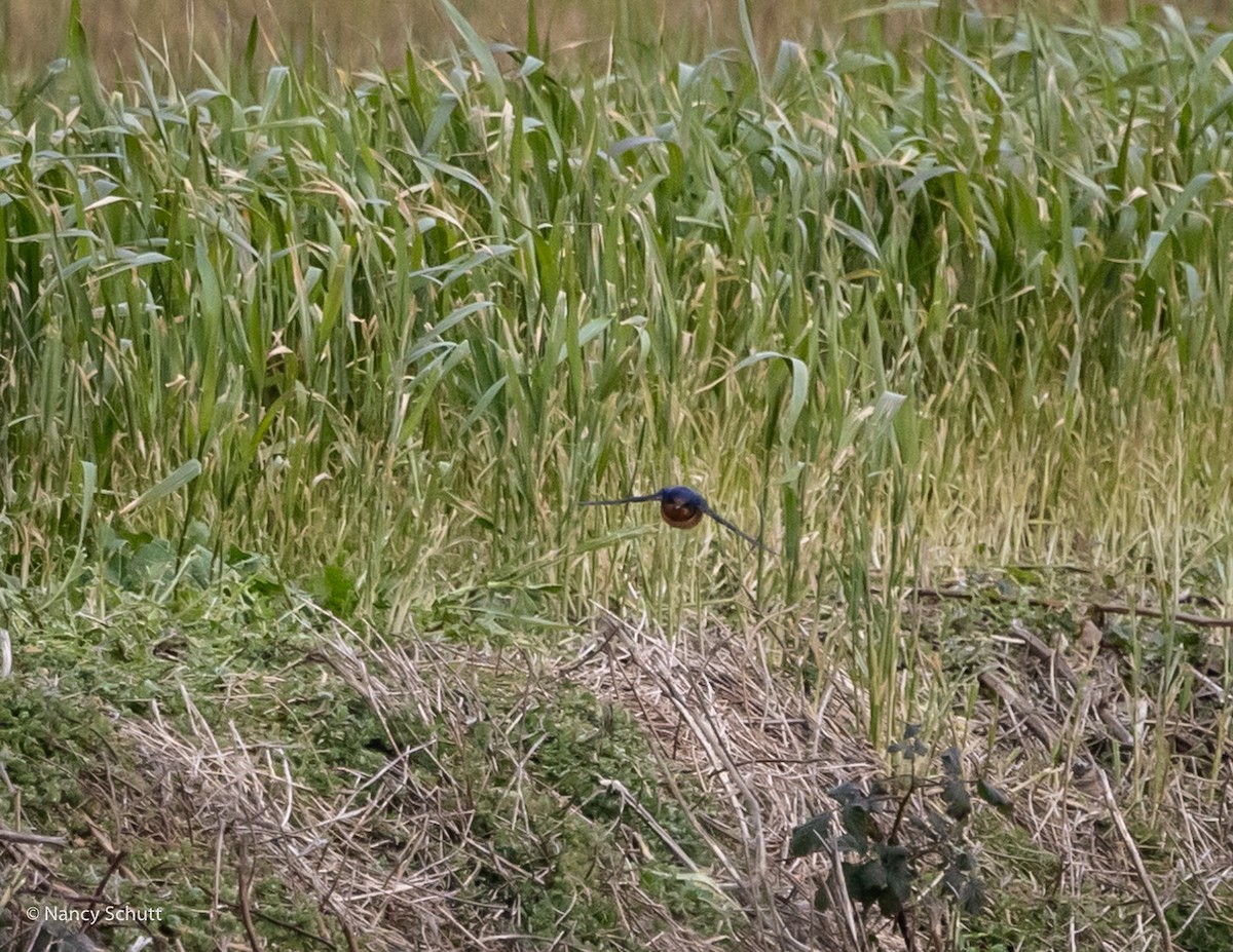 Ластівка сільська - ML629601592