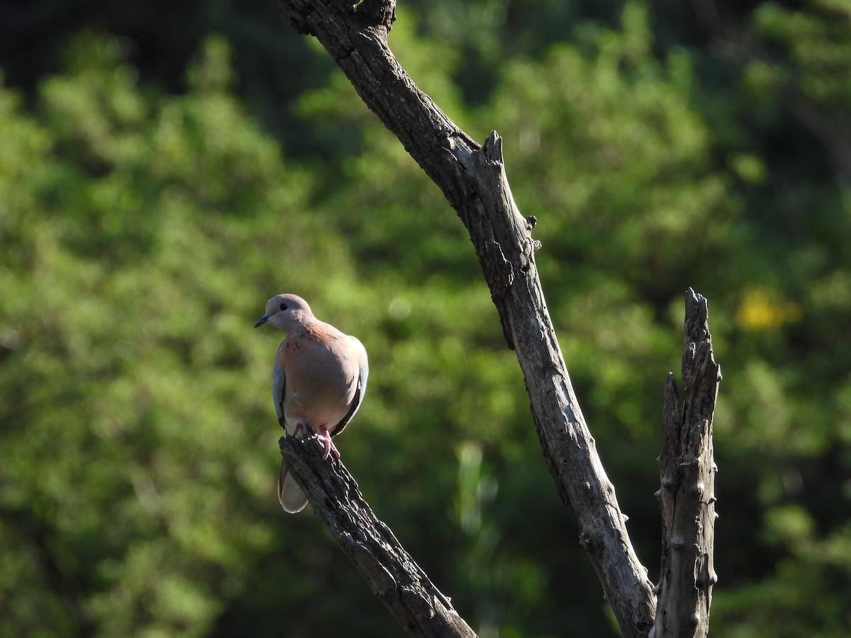 Laughing Dove - ML629601627
