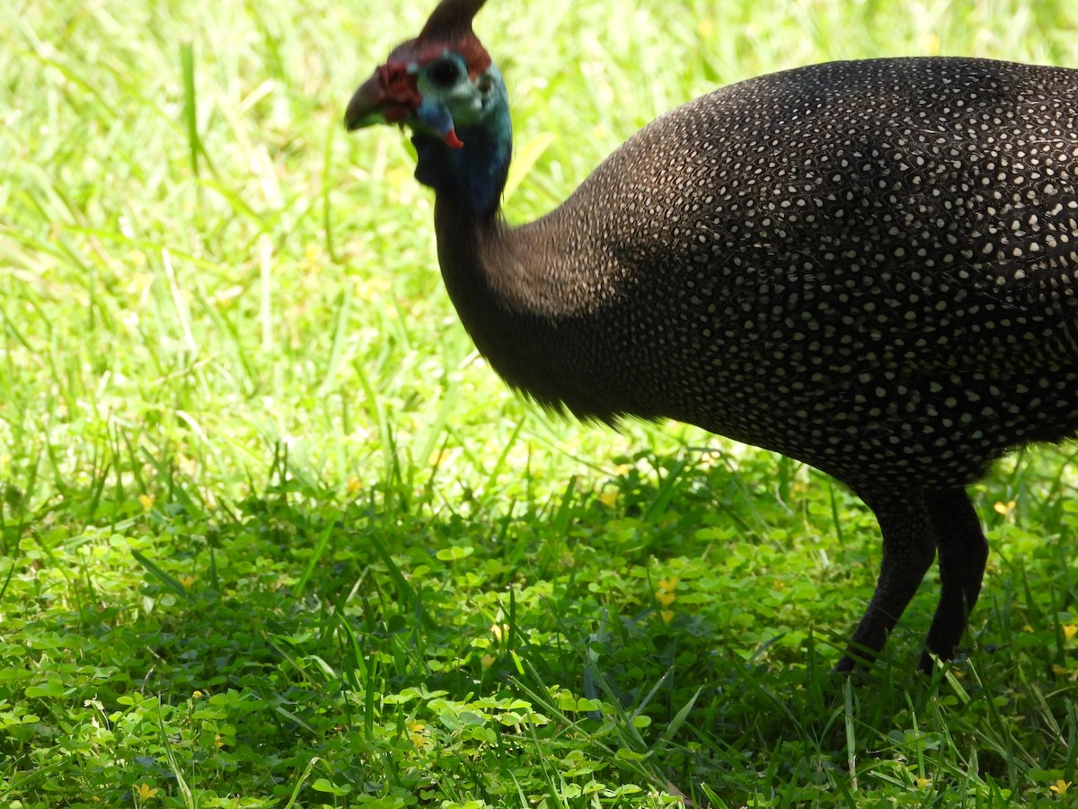 Helmeted Guineafowl - ML629601654