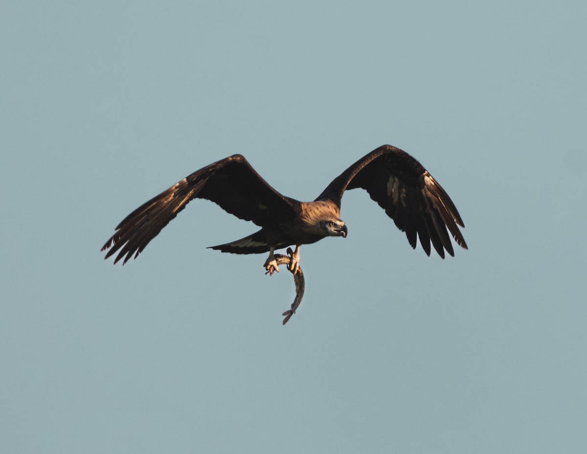 Pallas's Fish-Eagle - ML629601685