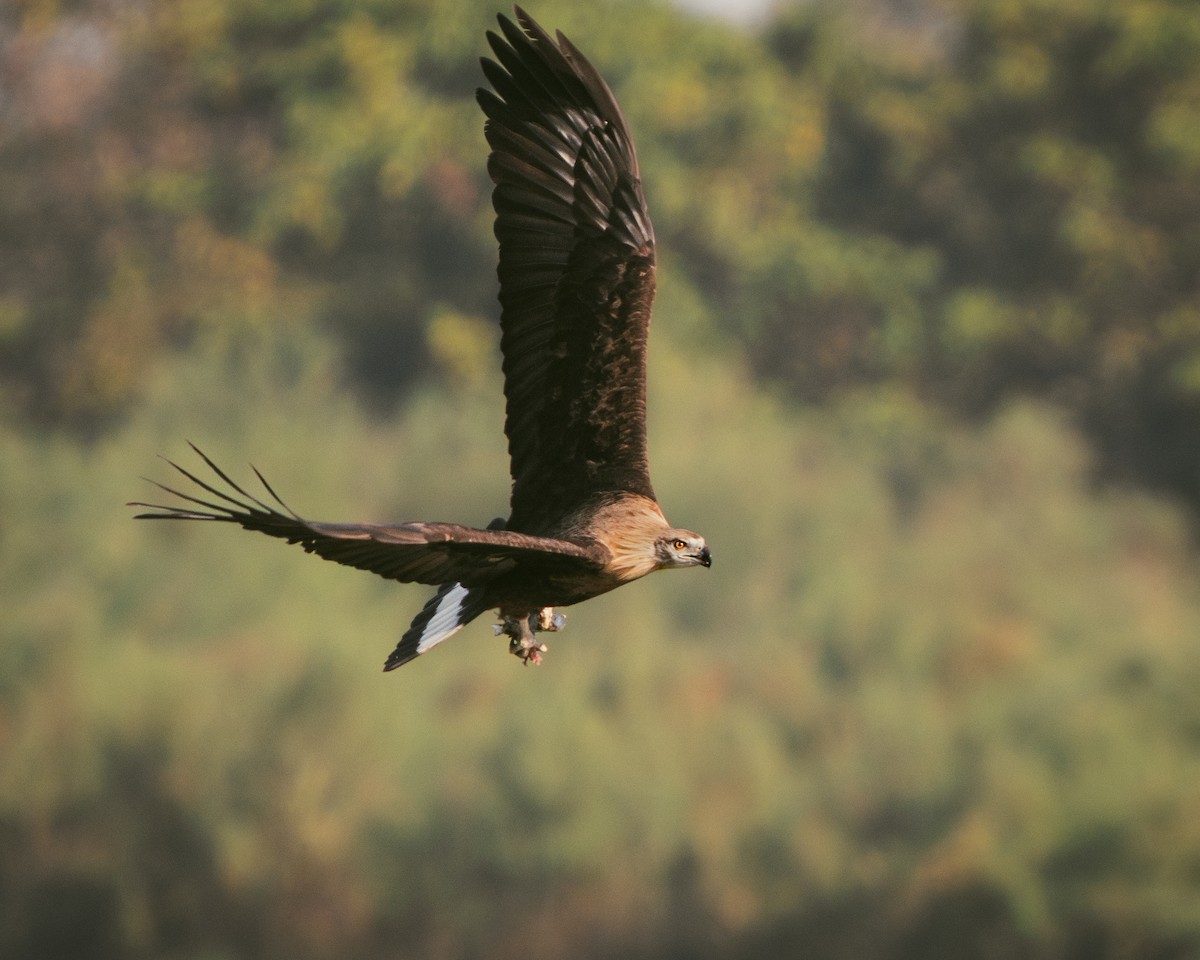 Pallas's Fish-Eagle - ML629601686
