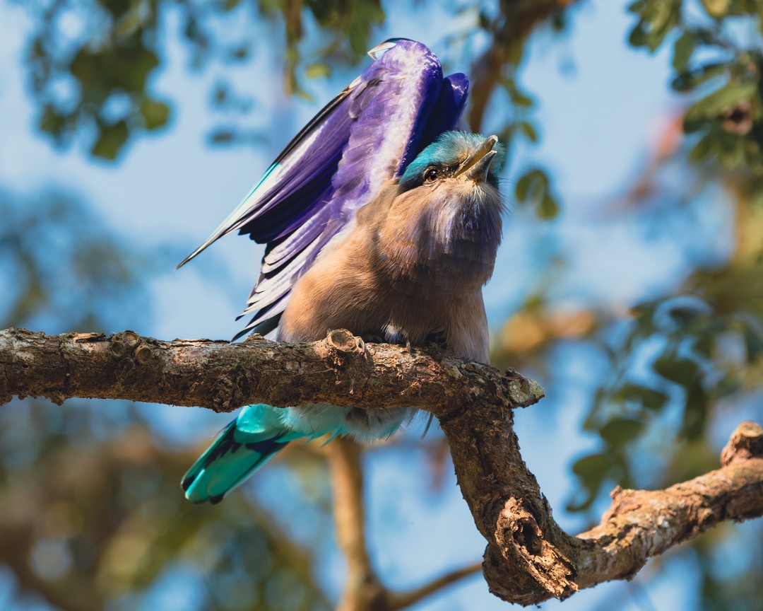 Indochinese Roller - ML629601698