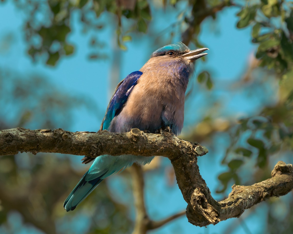 Indochinese Roller - ML629601699