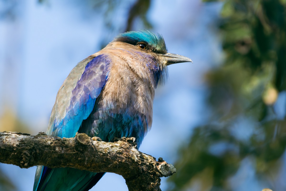 Indochinese Roller - ML629601700