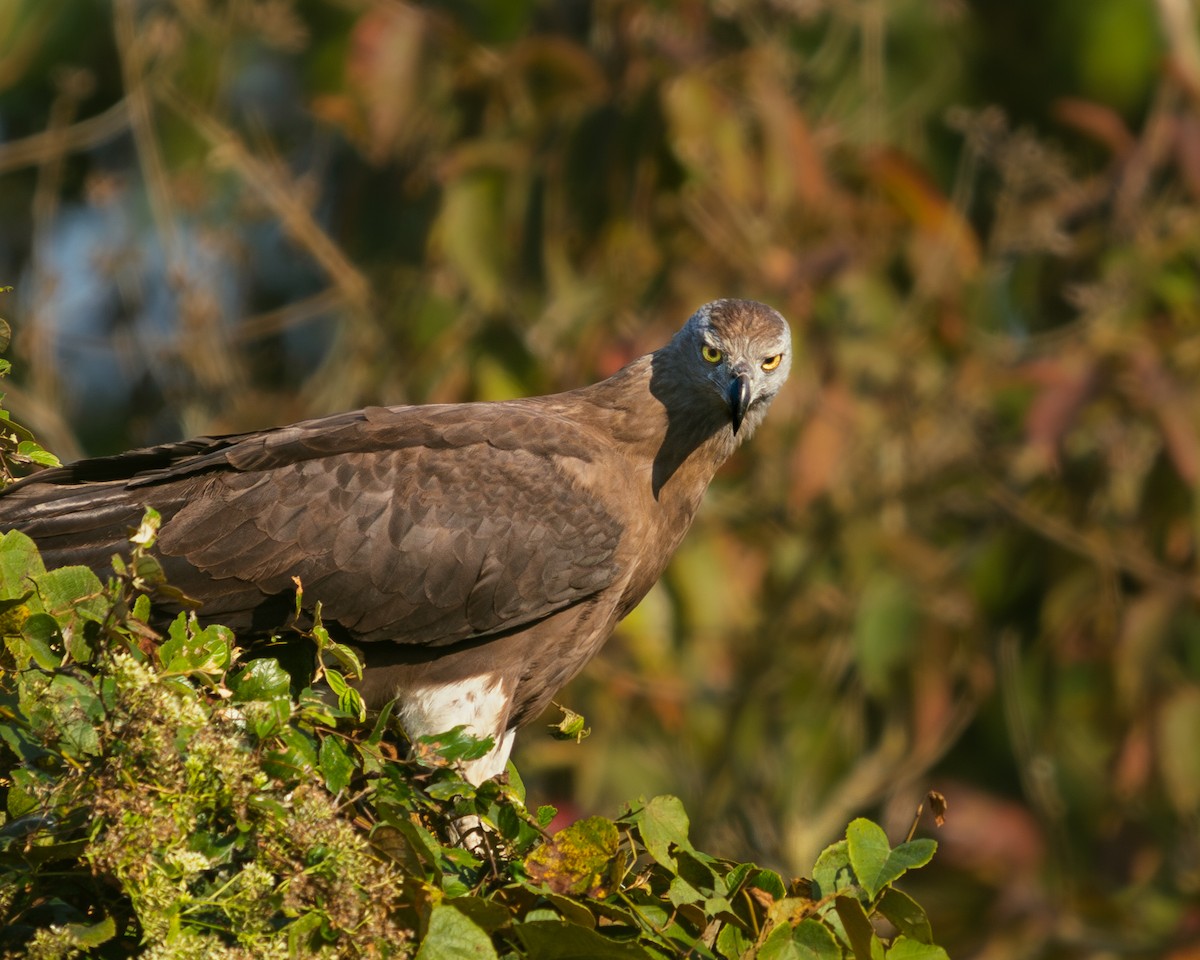 Gray-headed Fish-Eagle - ML629601712