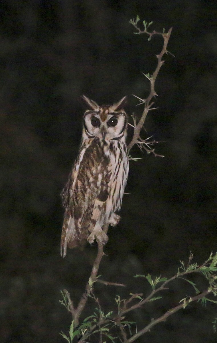 Striped Owl - ML629601773