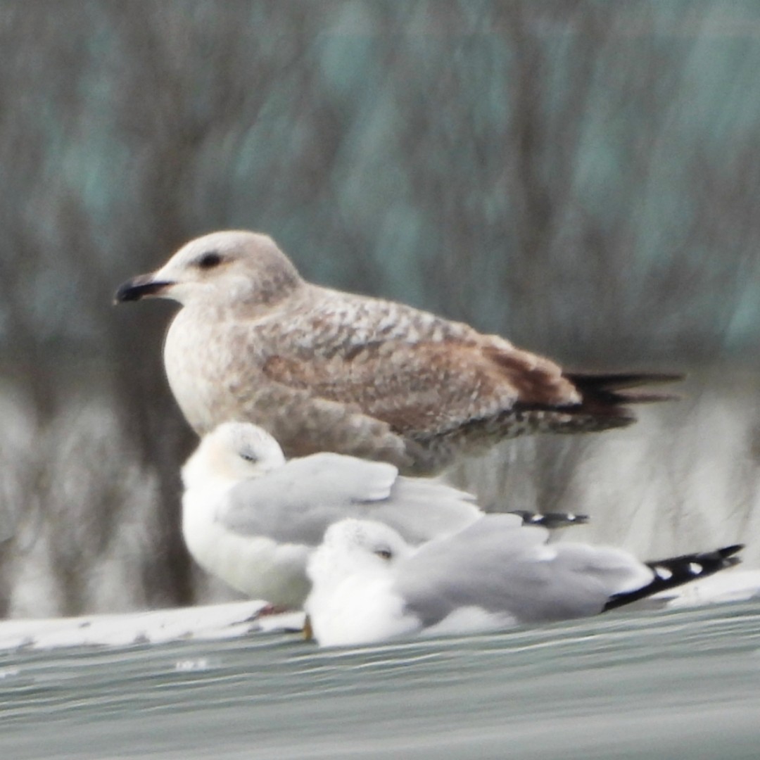 American Herring Gull - ML629601891