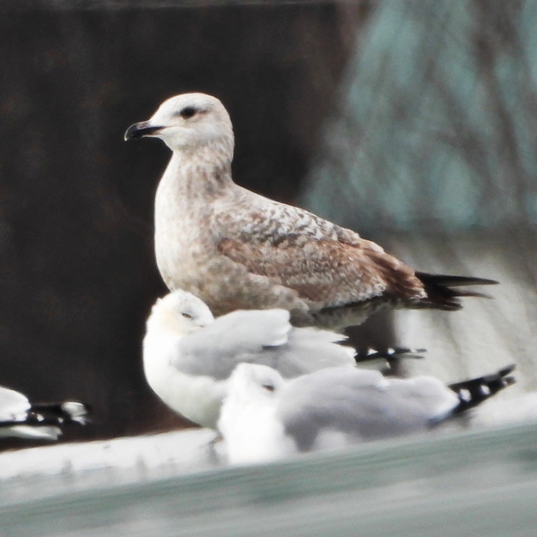 American Herring Gull - ML629601892