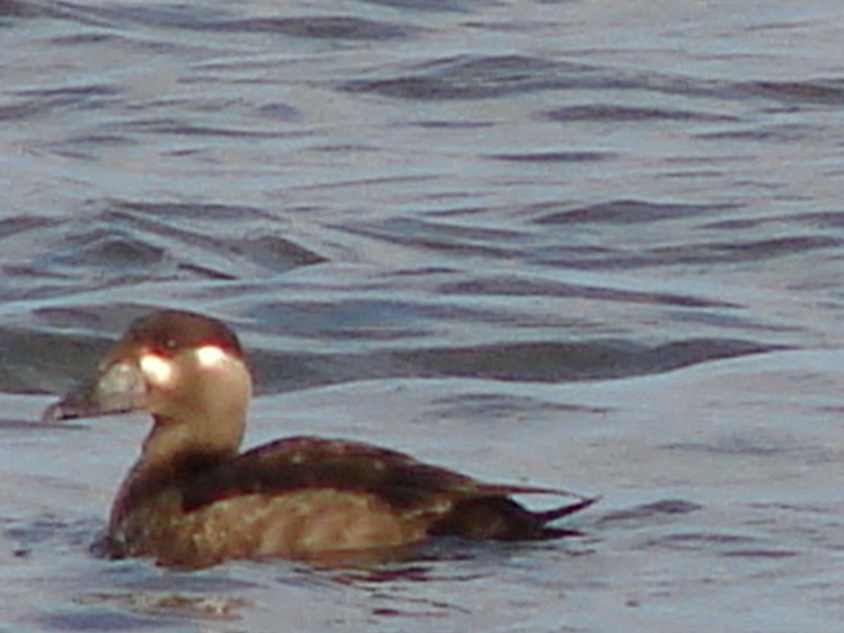 Surf Scoter - ML62960211