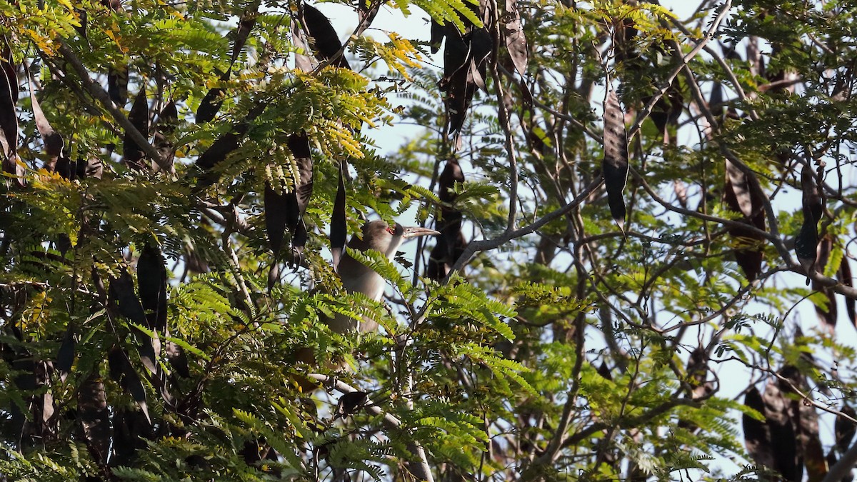 Great Lizard-Cuckoo - ML629602230
