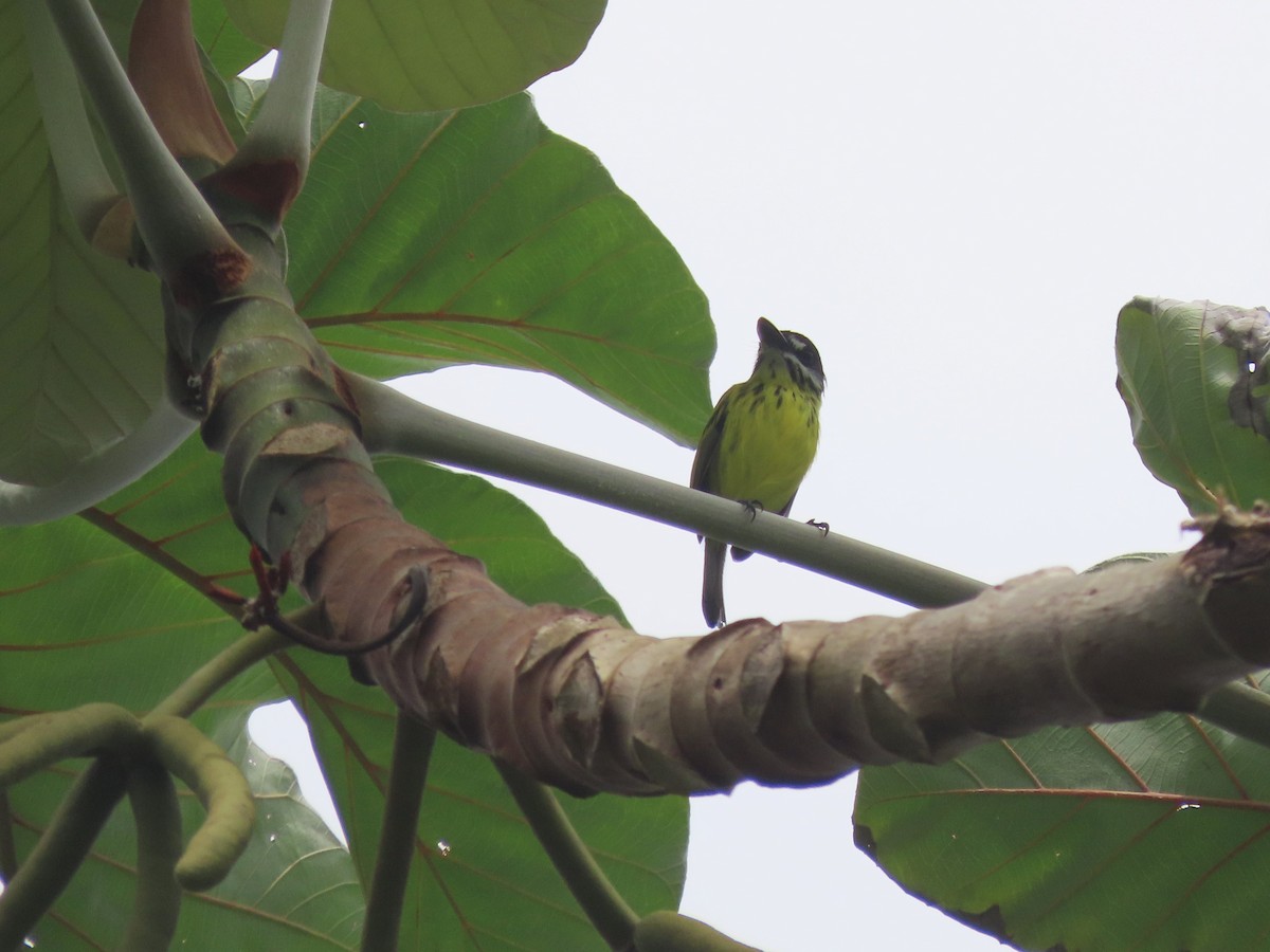 Painted Tody-Flycatcher - ML629602306
