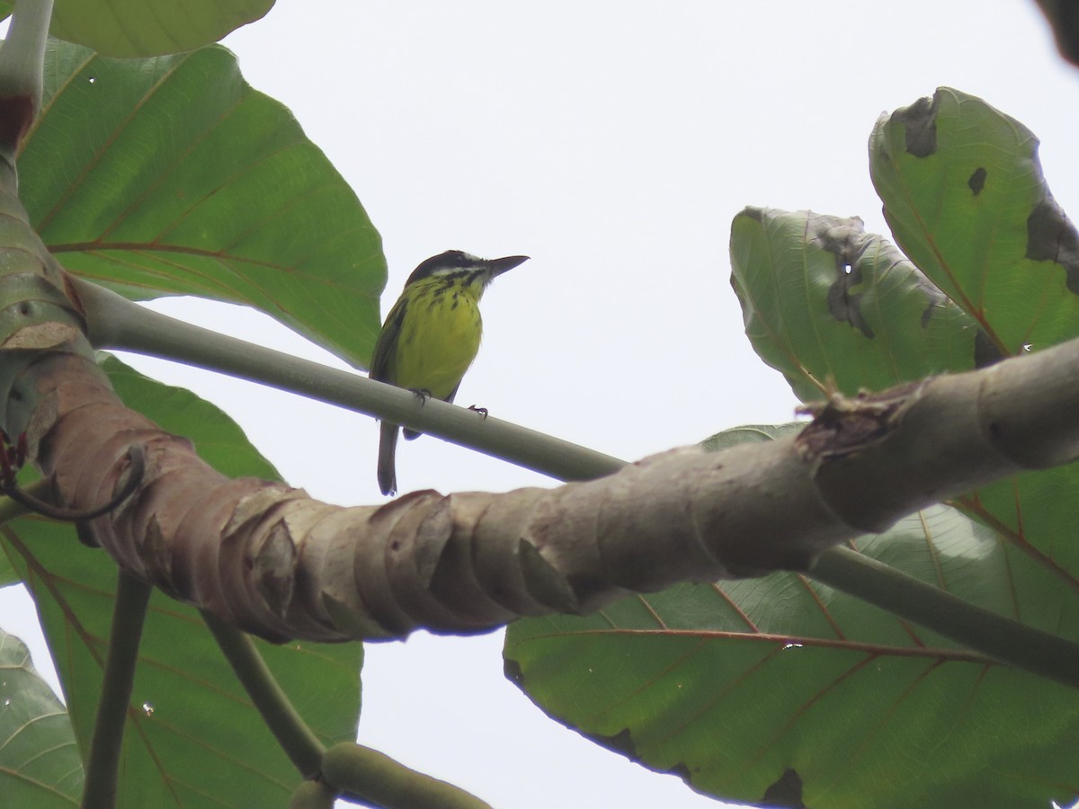 Painted Tody-Flycatcher - ML629602307