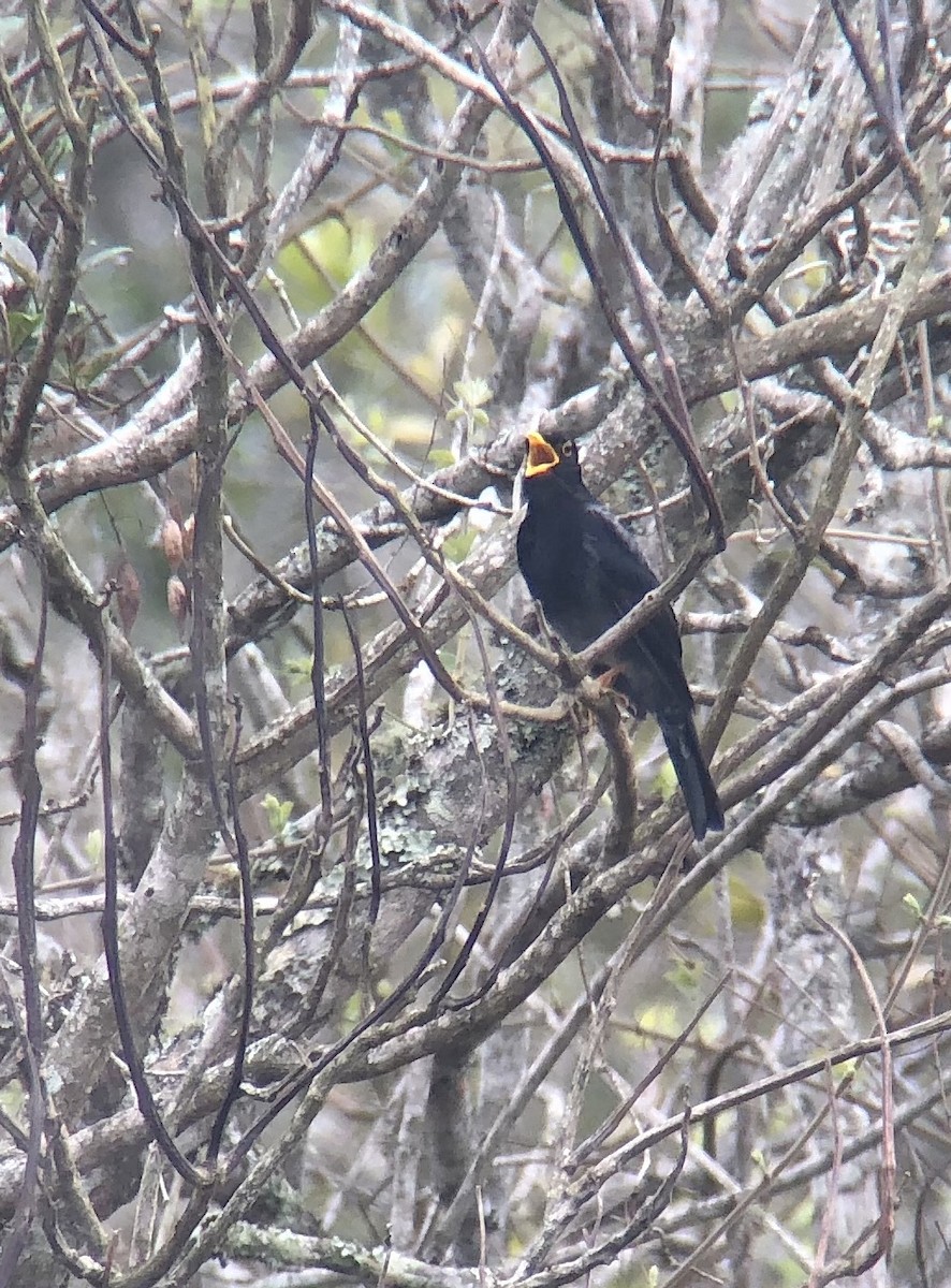 Yellow-legged Thrush - ML629602309
