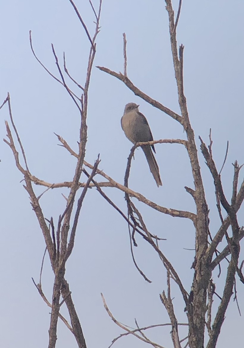 Shear-tailed Gray Tyrant - ML629602567