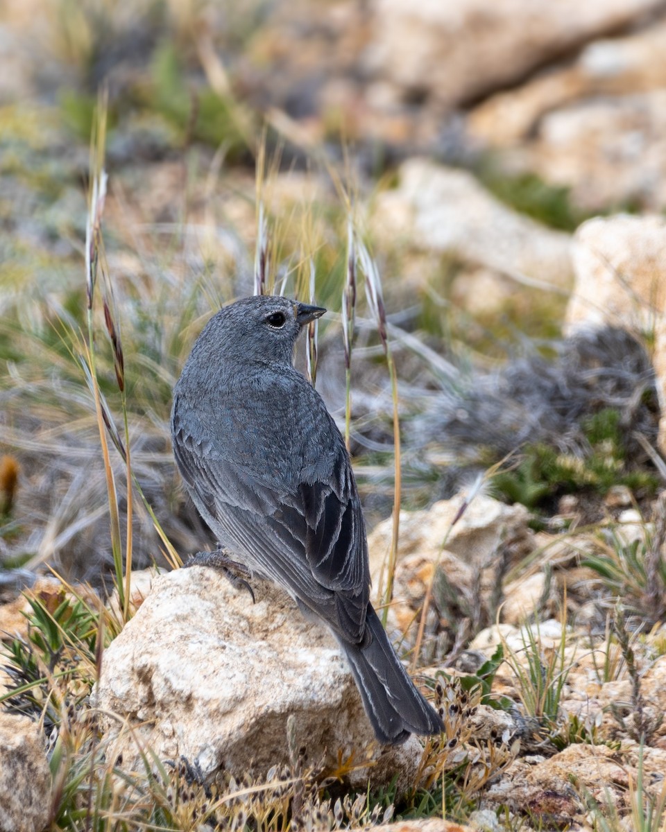 Plumbeous Sierra Finch - ML629602583
