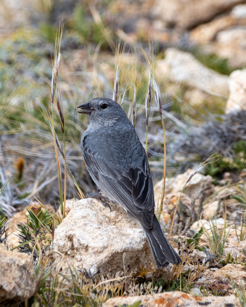 Plumbeous Sierra Finch - ML629602584