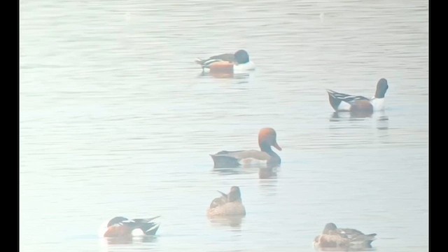 Red-crested Pochard - ML629602956